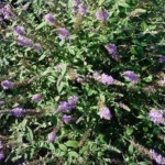 Buddleja davidii Lavender Cupcake Budleja Davida - Rośliny od Ogrodnika Szkółka Barcikowscy