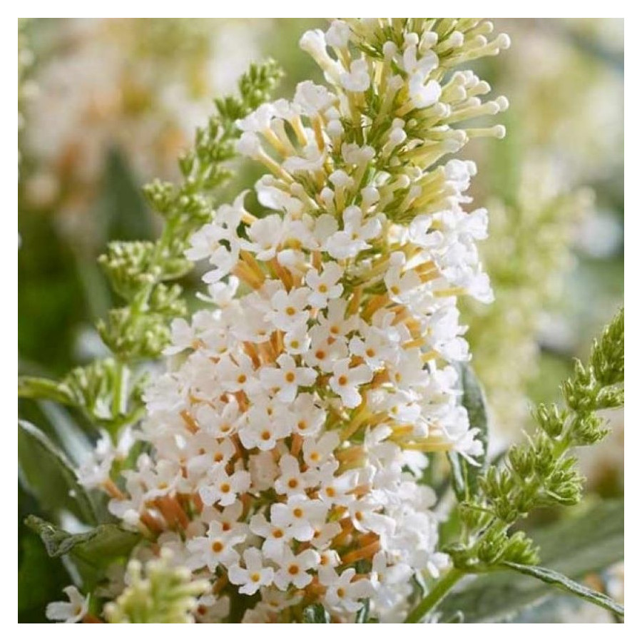 Buddleja Butterfly Candy Little White  Budleja Davida- Rośliny od Ogrodnika Szkółka Barcikowscy
