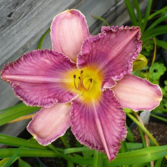 Hemerocallis Chicago Knobby...