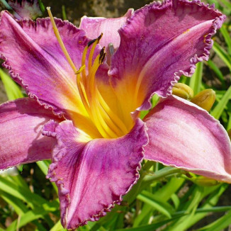 Hemerocallis Chicago Knobby...