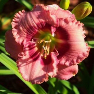 Hemerocallis Cherry Valentine Liliowiec