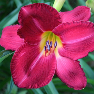 Hemerocallis Charles...