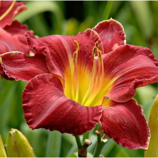 Hemerocallis Charles...