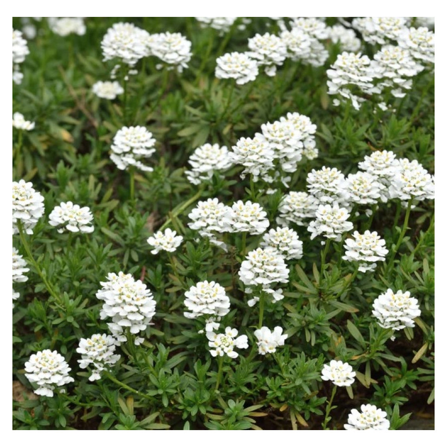 Iberis sempervirens Mix Snowflake i Appen Etz - Rośliny od Ogrodnika Szkółka Barcikowscy