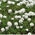 Iberis sempervirens Mix Snowflake i Appen Etz - Rośliny od Ogrodnika Szkółka Barcikowscy