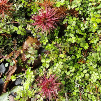 Acaena microphylla Acaena drobnolistna