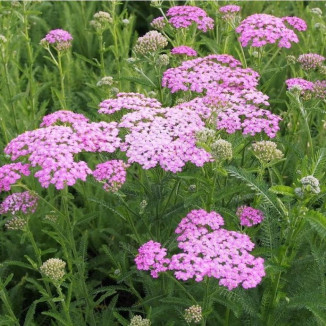 Achillea millefolium Lilac Beauty Krwawnik pospolity