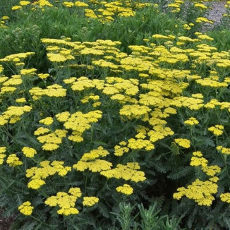 Achillea millefolium Sassy...