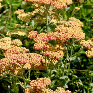 Achillea millefolium Safran...