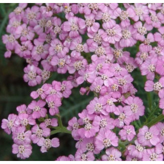 Achillea millefolium Lilac Beauty Krwawnik pospolity