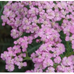 Achillea millefolium Lilac Beauty Krwawnik pospolity