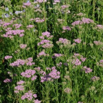 Achillea millefolium Lilac Beauty Krwawnik pospolity