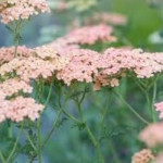 Achillea millefolium Lachsschönheit Krwawnik pospolity