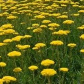 Achillea filipendulina Coronation Gold Krwawnik wiązówkowaty