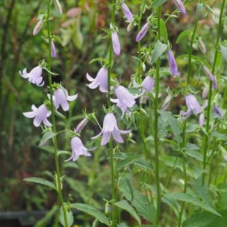 Adenophora latifolia  Gaudi Violet Dzwonecznik