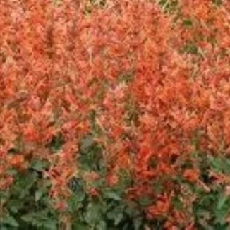 Agastache Rugosa Fleur