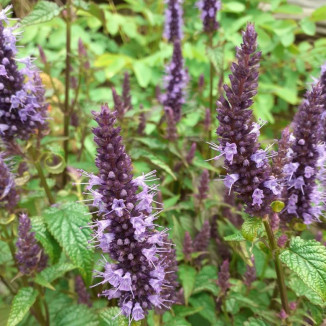 Agastache foeniculum Little Adder Kłosowiec