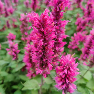 Agastache Morello Kłosowiec