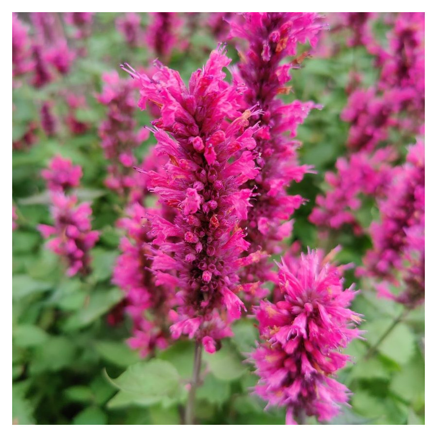 Agastache Danish Deilight Kłosowiec - Rośliny od Ogrodnika Szkółka Barcikowscy