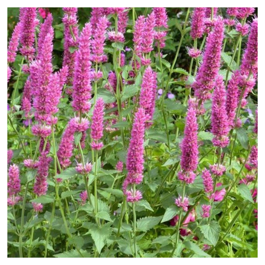 Agastache Danish Deilight Kłosowiec - Rośliny od Ogrodnika Szkółka Barcikowscy