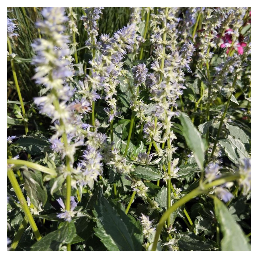 Agastache Crazy Fortune Kłosowiec- Rośliny od Ogrodnika Szkółka Barcikowscy