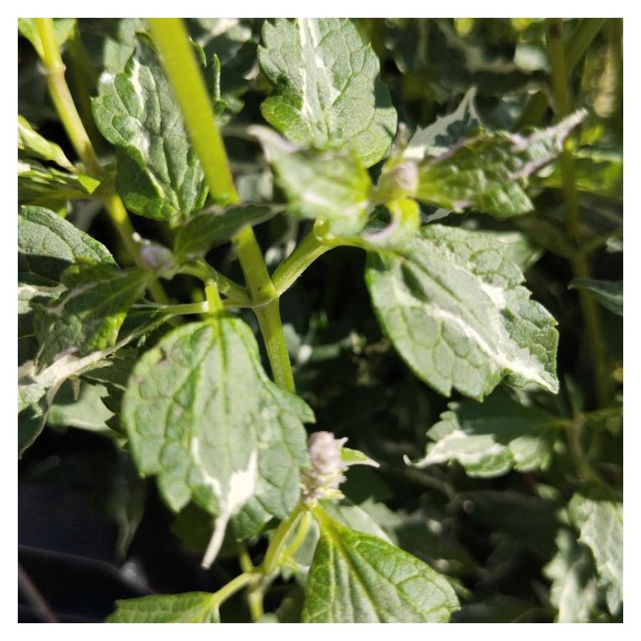 Agastache Crazy Fortune Kłosowiec- Rośliny od Ogrodnika Szkółka Barcikowscy