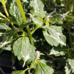 Agastache Crazy Fortune Kłosowiec- Rośliny od Ogrodnika Szkółka Barcikowscy