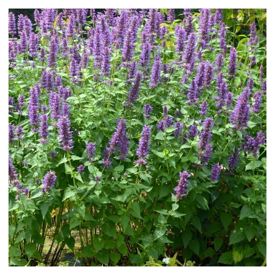 Agastache Blue Boa Kłosowiec- Rośliny od Ogrodnika Szkółka Barcikowscy