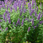 Agastache Blue Boa Kłosowiec- Rośliny od Ogrodnika Szkółka Barcikowscy