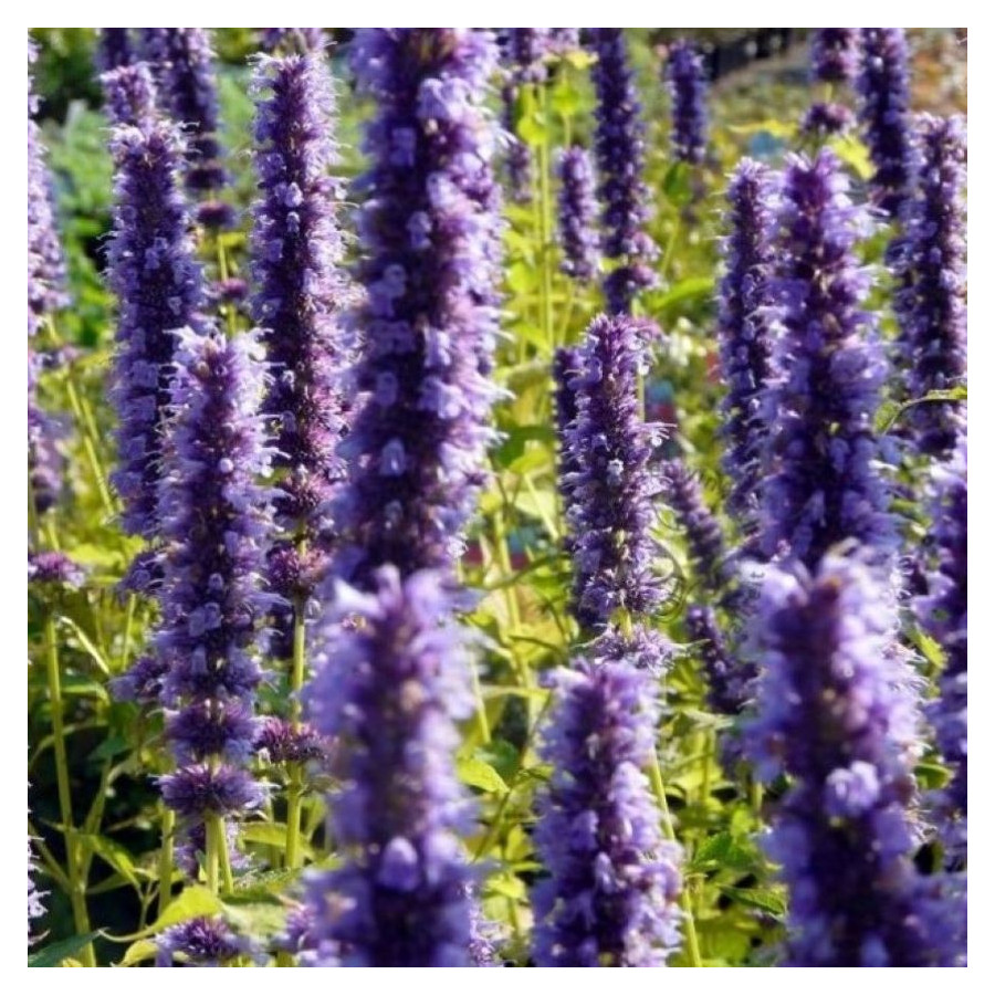 Agastache Black Adder Kłosowiec- Rośliny od Ogrodnika Szkółka Barcikowscy