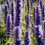 Agastache Black Adder Kłosowiec- Rośliny od Ogrodnika Szkółka Barcikowscy