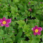 Anemone japonica Splendens Zawilec japoński