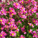 Anemone japonica Splendens Zawilec japoński