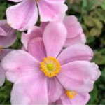 Anemone japonica Lorelei Zawilec japoński