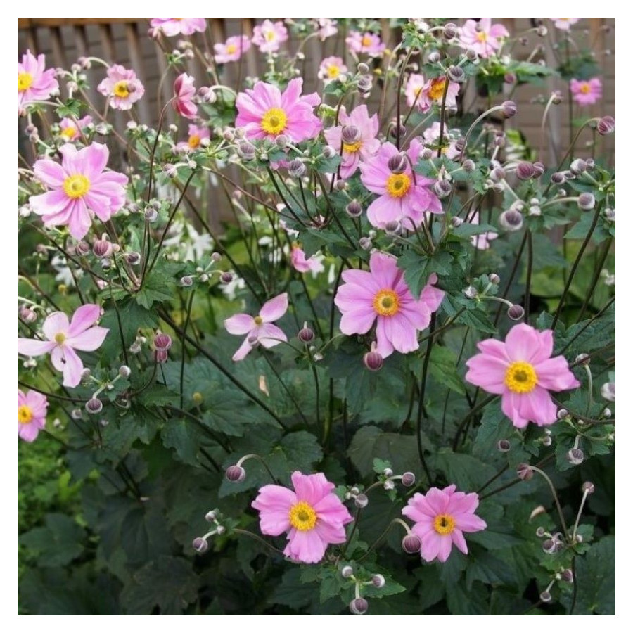 Anemone Garden Breeze Whirlwind Zawilec - Rośliny od Ogrodnika Szkółka Barcikowscy