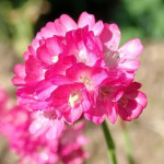 Armeria maritima Splendens Zawciąg nadmorski- Rośliny od Ogrodnika Szkółka Barcikowscy