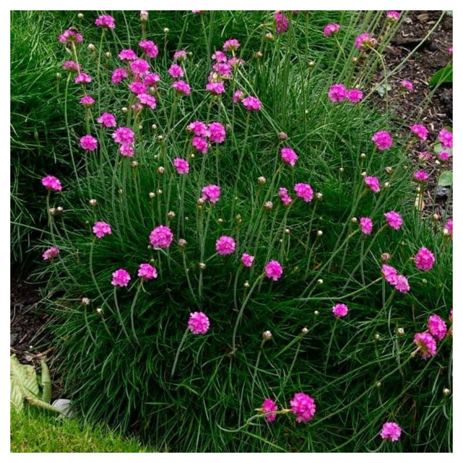 Armeria maritima Splendens Zawciąg nadmorski- Rośliny od Ogrodnika Szkółka Barcikowscy