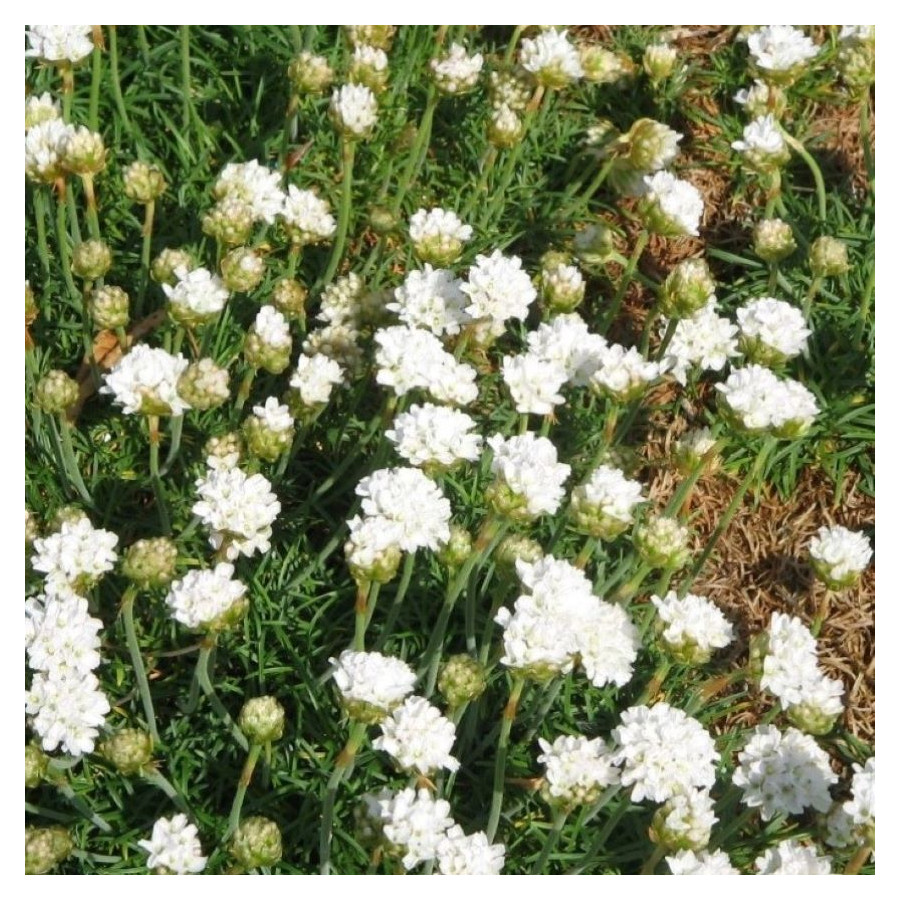 Armeria maritima Alba Zawciąg nadmorski- Rośliny od Ogrodnika Szkółka Barcikowscy