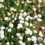 Armeria maritima Alba Zawciąg nadmorski- Rośliny od Ogrodnika Szkółka Barcikowscy