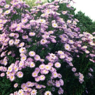 Aster novi-belgii Sarah...