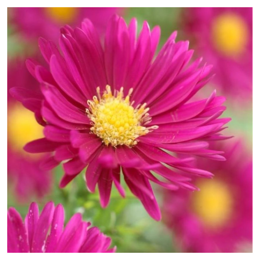 Aster novi-belgii Crimson Brocade Aster nowobelgijski- Rośliny od Ogrodnika Szkółka Barcikowscy
