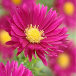 Aster novi-belgii Crimson Brocade Aster nowobelgijski- Rośliny od Ogrodnika Szkółka Barcikowscy