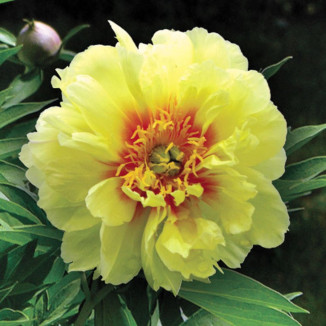 Paeonia ItohBartzella