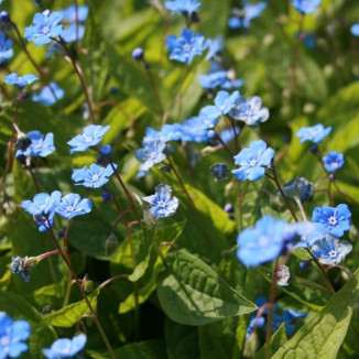 Omphalodes verna