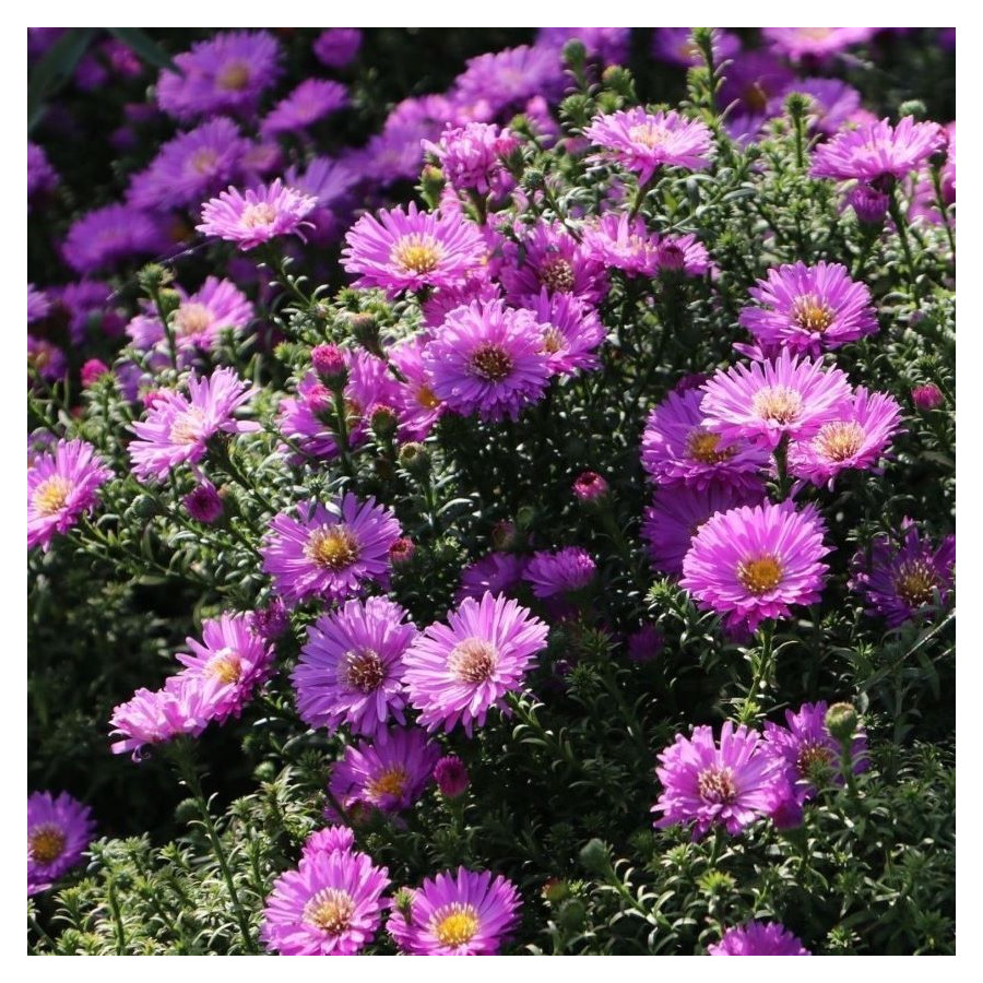 Aster dumosus  Herbstgruss vom Bresserhof Aster krzaczasty - Rośliny od Ogrodnika Szkółka Barcikowscy