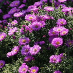 Aster dumosus  Herbstgruss vom Bresserhof Aster krzaczasty - Rośliny od Ogrodnika Szkółka Barcikowscy