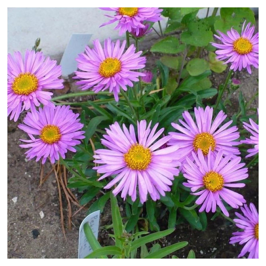 Aster alpinus Happy End Aster alpejski- Rośliny od Ogrodnika Szkółka Barcikowscy