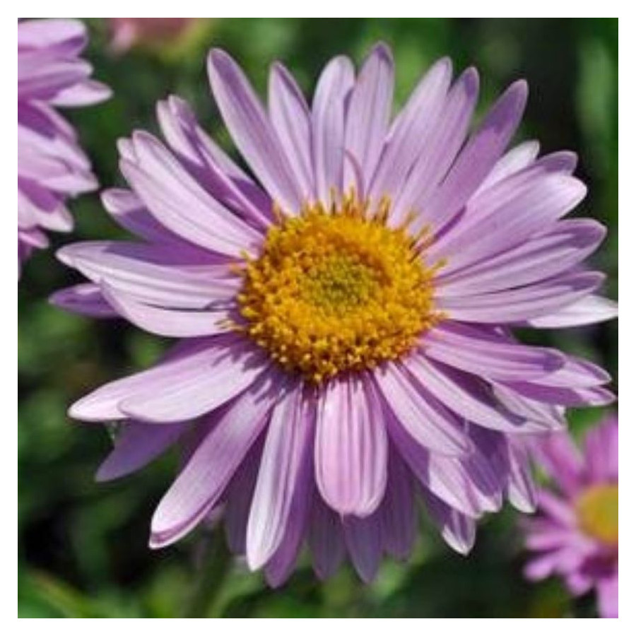 Aster alpinus Happy End Aster alpejski- Rośliny od Ogrodnika Szkółka Barcikowscy