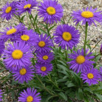 Aster alpinus Dunkle Schone Aster alpejski- Rośliny od Ogrodnika Szkółka Barcikowscy