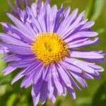 Aster alpinus Dunkle Schone Aster alpejski- Rośliny od Ogrodnika Szkółka Barcikowscy